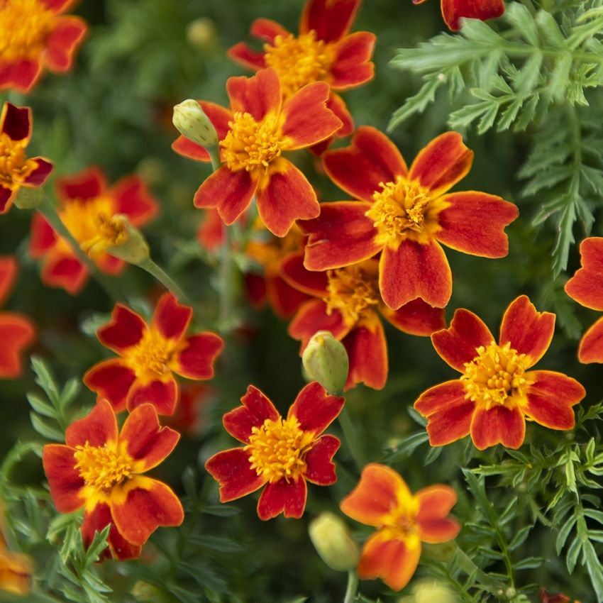 Liten Tagetes 'Red Gem'