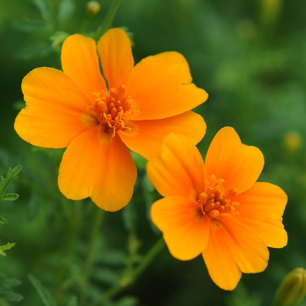 Liten Tagetes 'Orange Gem'