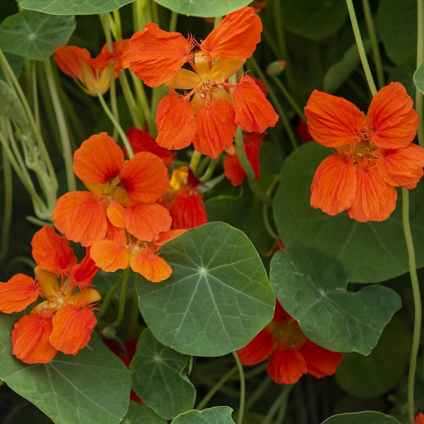 Buskkrasse 'Whirlybird Tangerine'