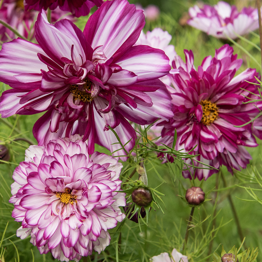 Rosenskära ''Double Click Bicolour Violet'', vackra, stora, halv- till heldubbla blommor, tvåfärgade i vitt och rosaviolett.