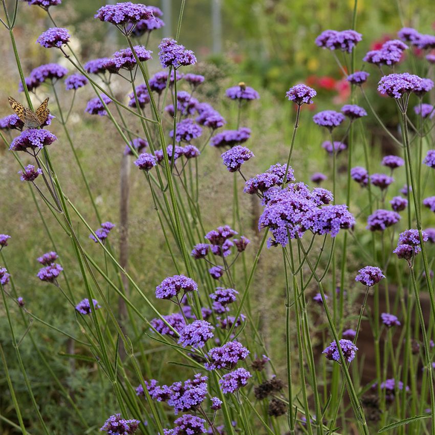 Jätteverbena 'Vanity'