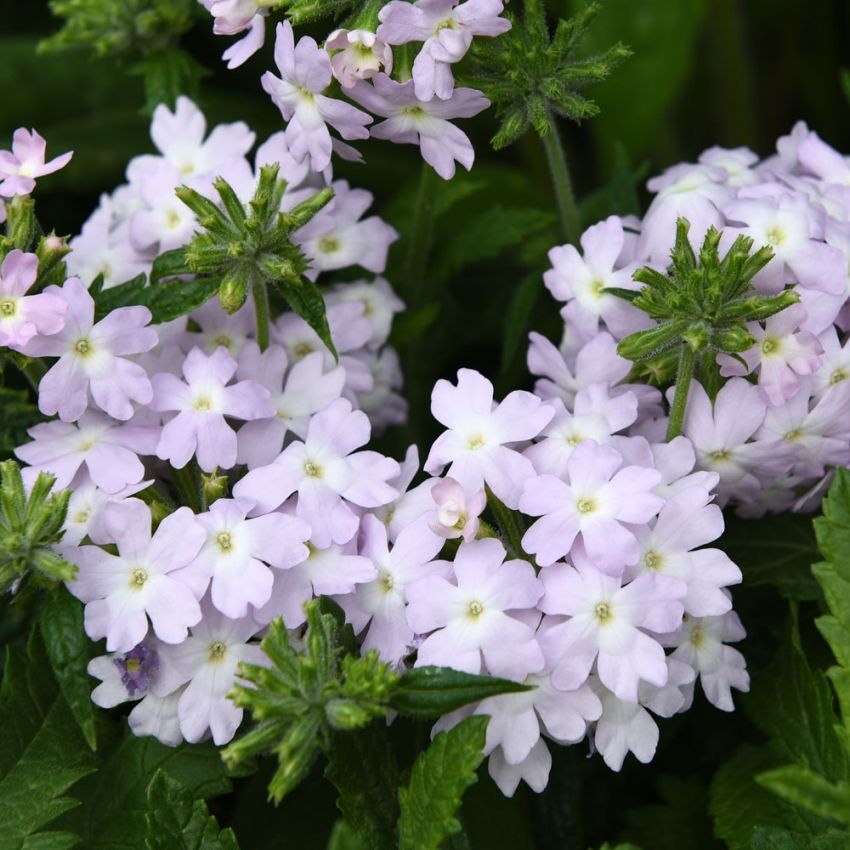 Trädgårdsverbena 'Quartz XP Silver'