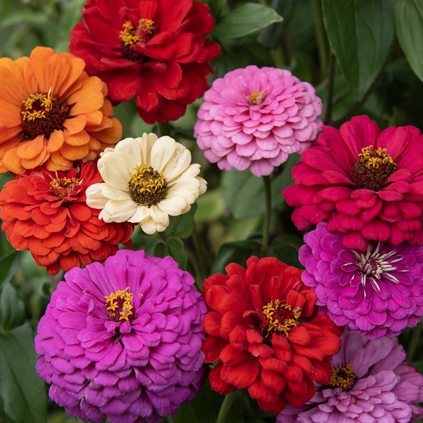 Zinnia, Dahliablommande. med stora, dubbla blommor i en klar färgmix