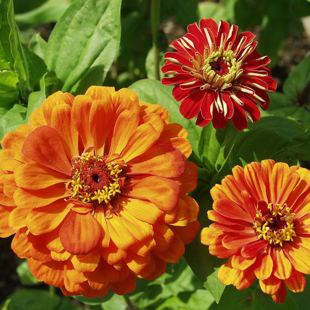 Zinnia 'Oriole'