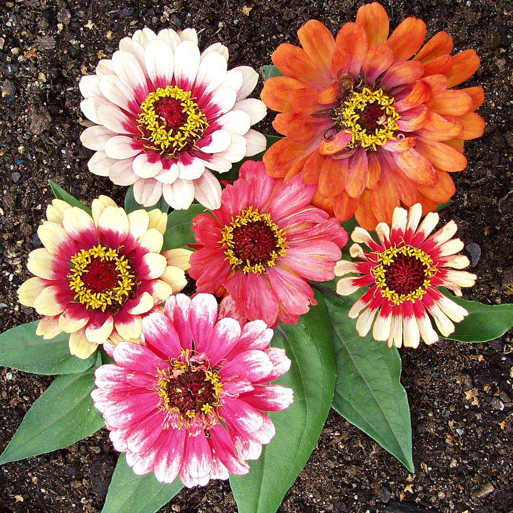 Zinnia 'Whirligig Fun'