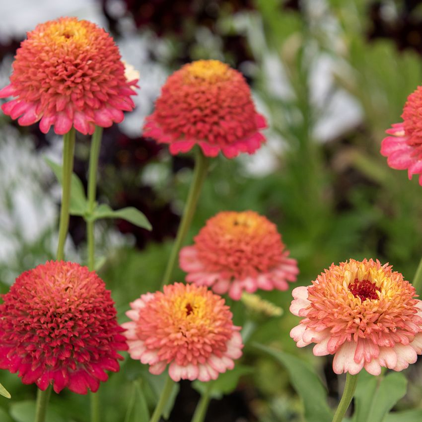 Zinnia 'Zinderella Peach'