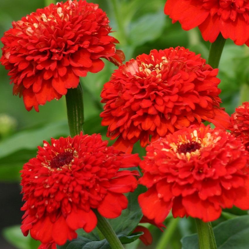 Zinnia 'Zinderella Red'