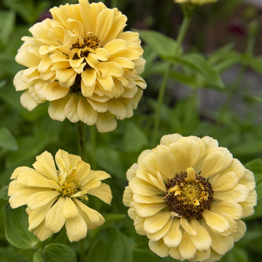 Zinnia 'Isabellina'