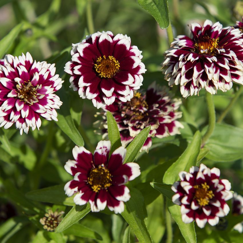 Guldzinnia 'Jazzy Red'