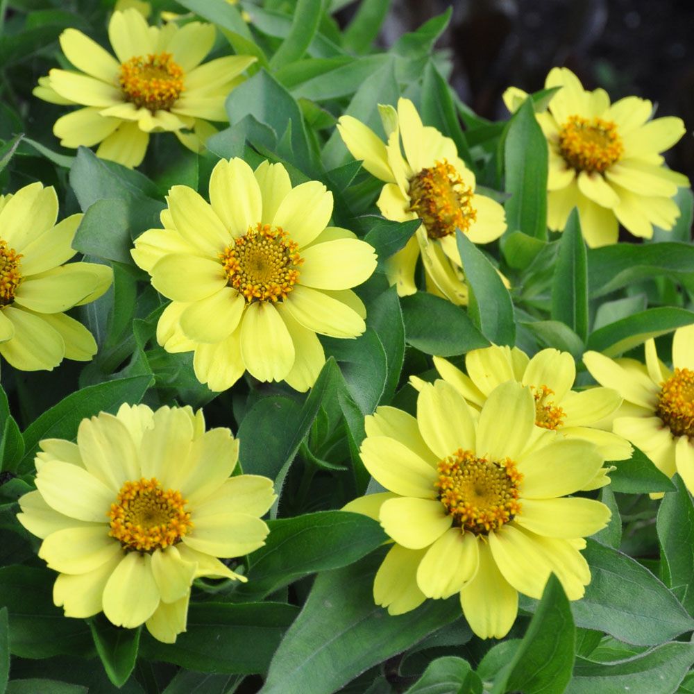 Marylandzinnia 'Zahara Yellow'