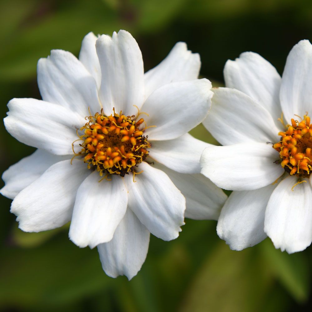 Marylandzinnia 'Zahara White'