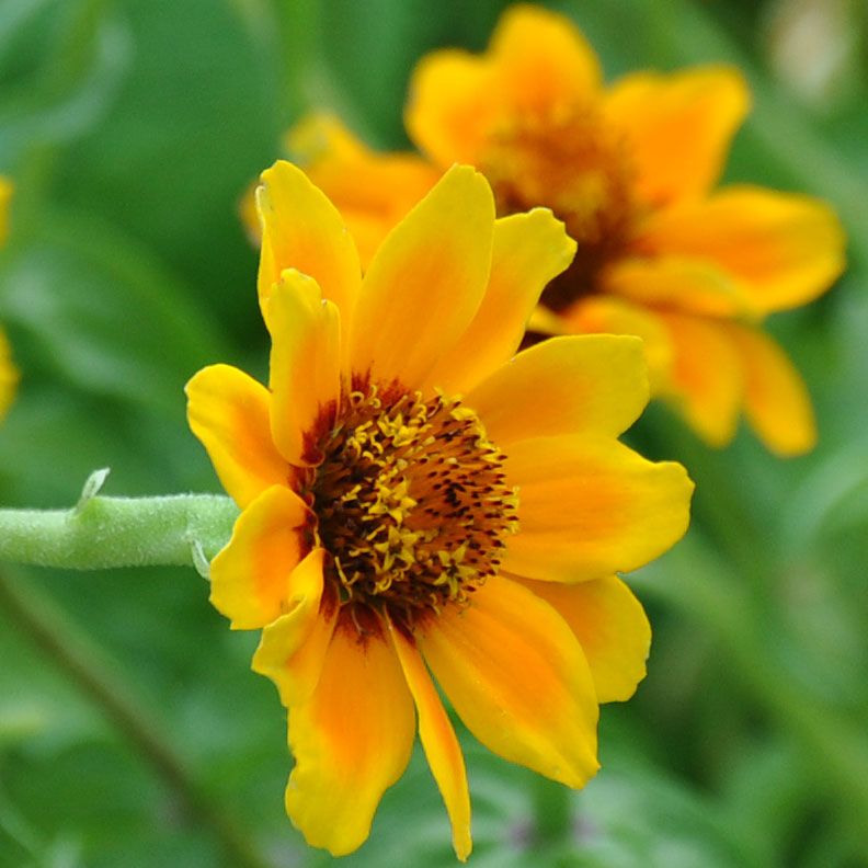 Guldzinnia 'Soleado'