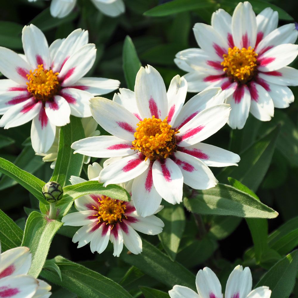 Marylandzinnia 'Zahara Starlight Rose'