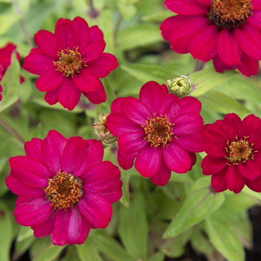 Marylandzinnia 'Zahara Raspberry'