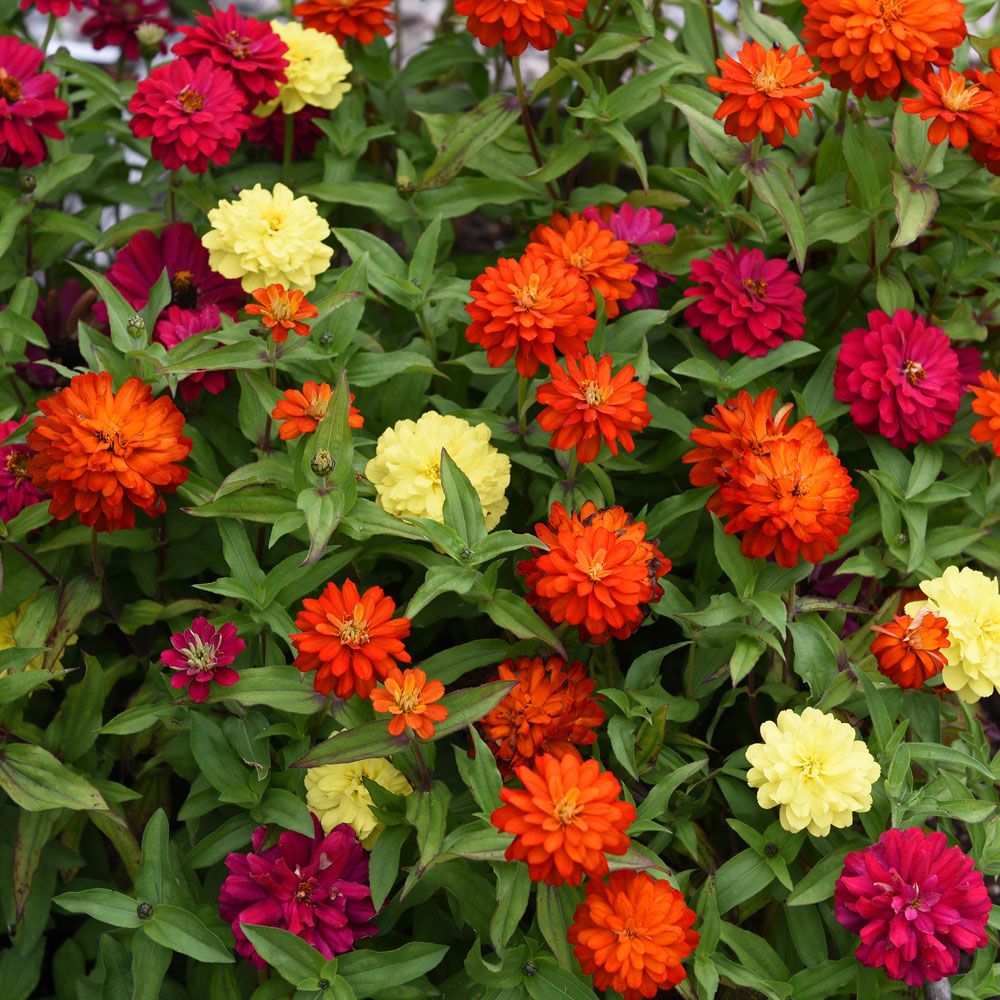 Marylandzinnia 'Zahara Double Mix Brilliant'