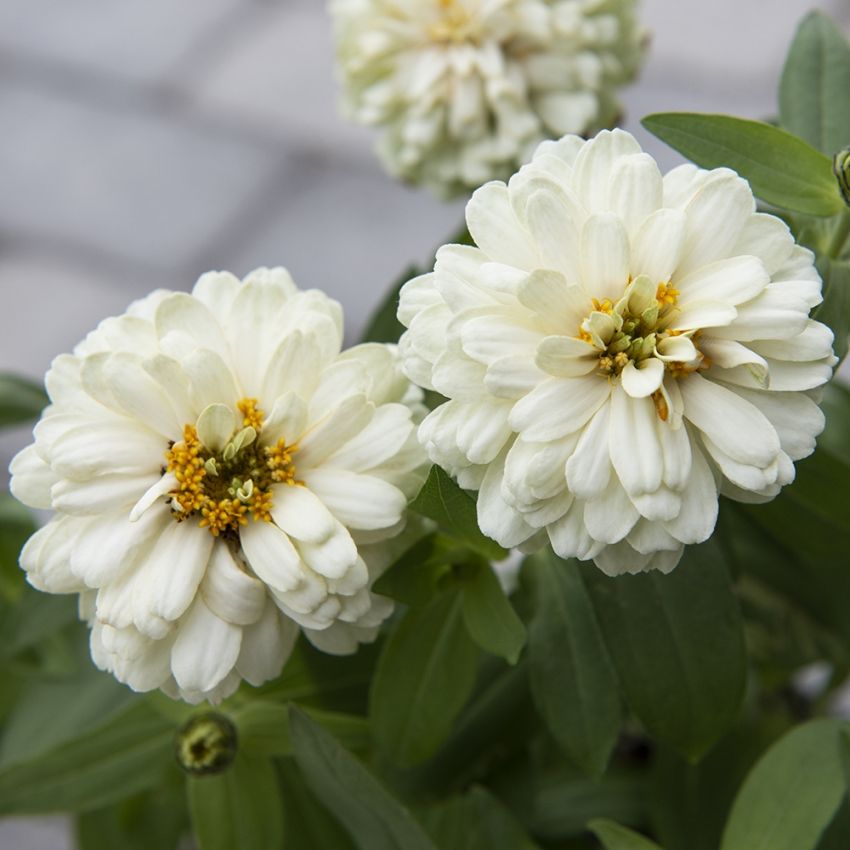 Marylandzinnia 'Zahara Double White'