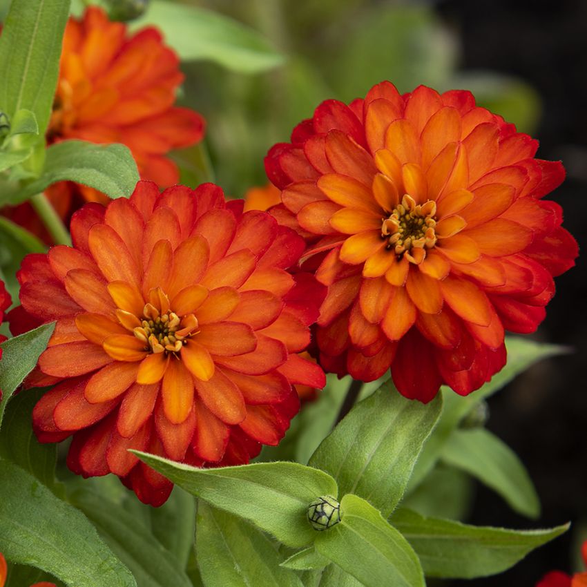 Marylandzinnia 'Zahara Double Fire'