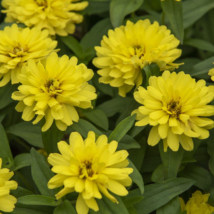 Marylandzinnia 'Zahara Double Yellow'