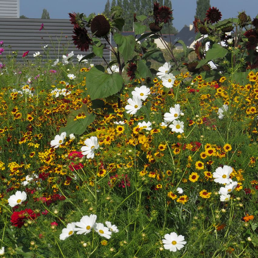 Sommarblom XL Blandning Hög