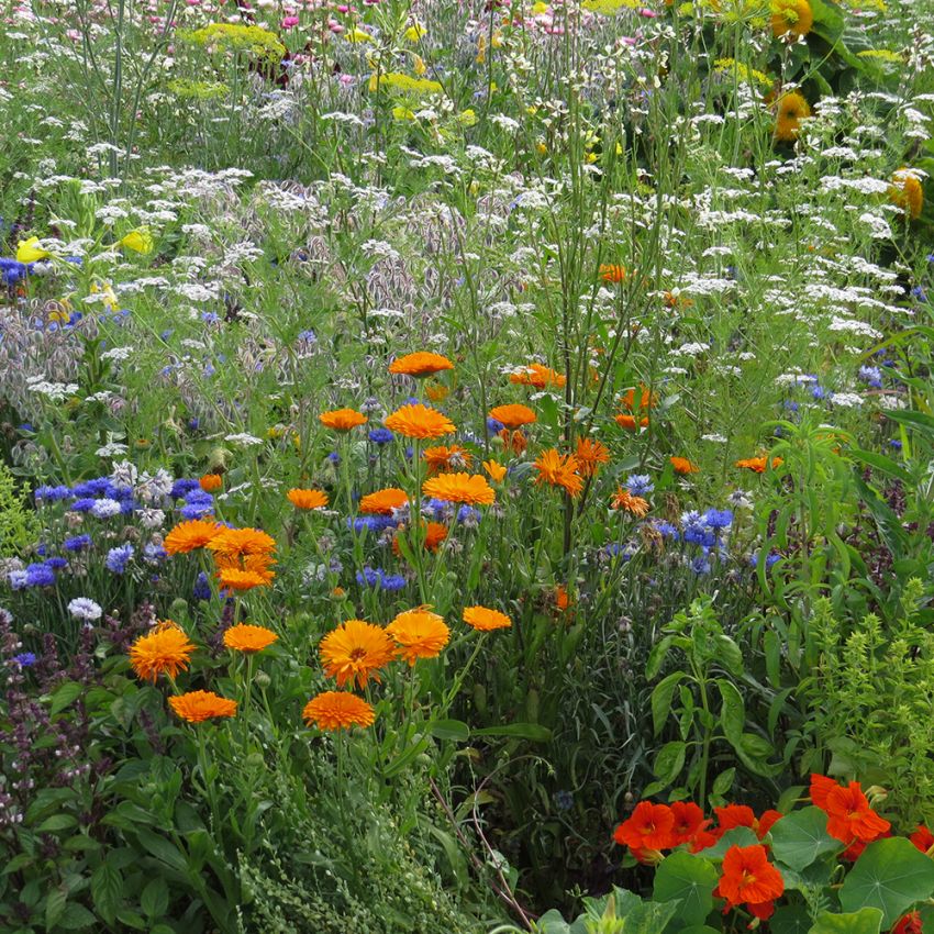 Sommarblom XL Ätbara Blommor