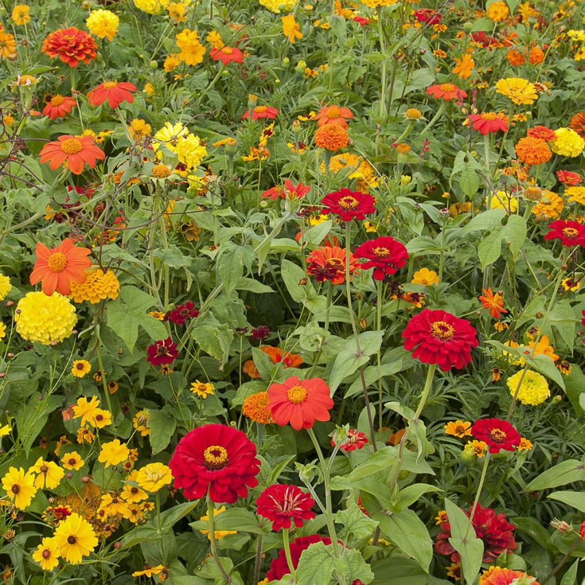 Sommarblom XL Torktålig