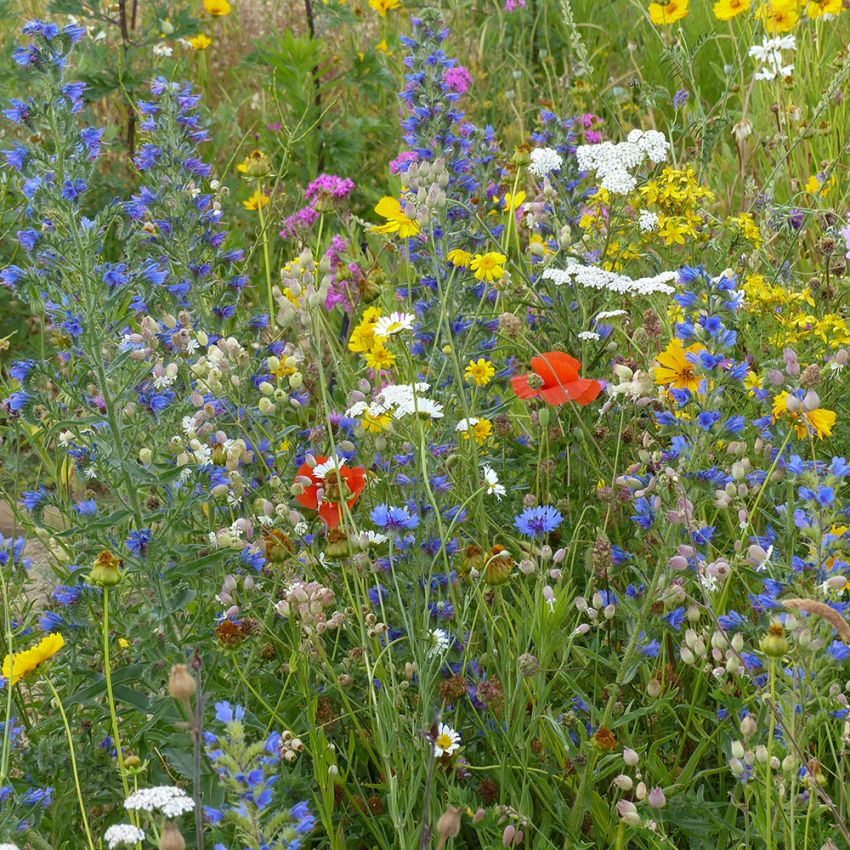 Sommarblom XL Vildblommor