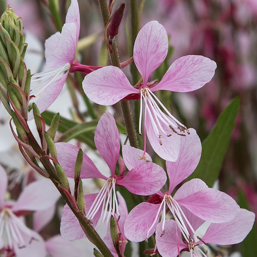 Sommarljus 'Emmeline Pink Bouquet'