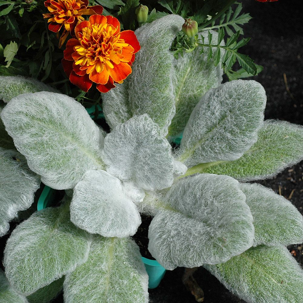 Silversalvia 'White Birds'