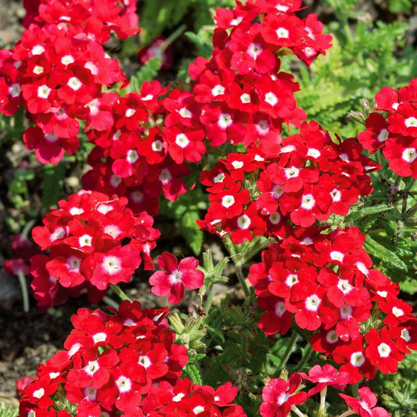 Trädgårdsverbena 'Quartz XP Red with Eye'