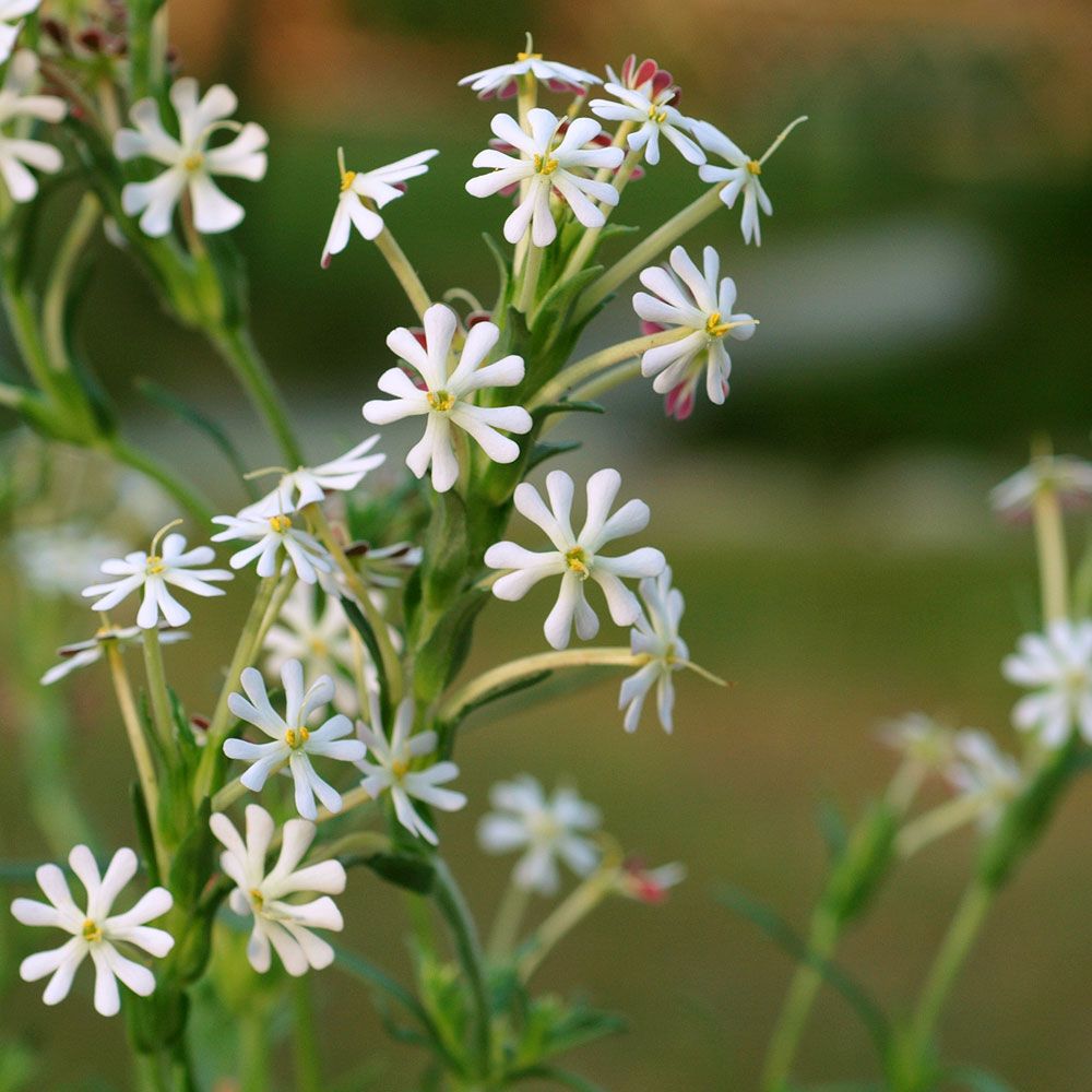 Nattblomster 'Midnight Candy'