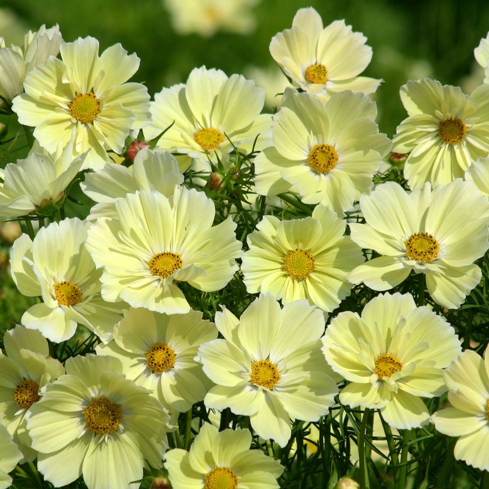 Rosenskära 'Xanthos'