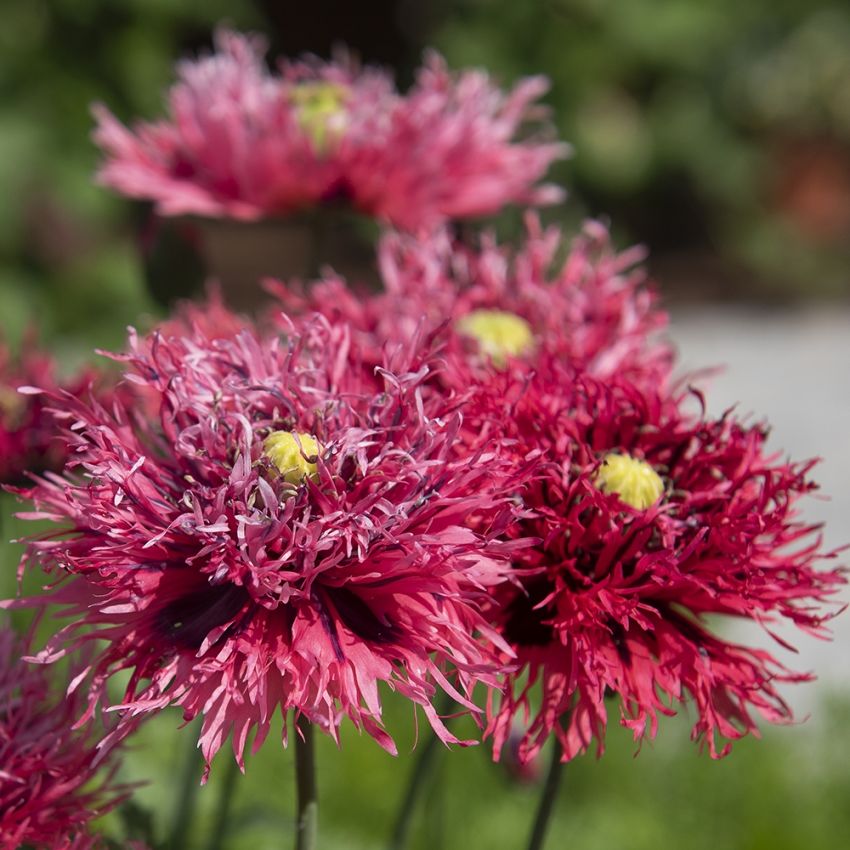 Fjädervallmo 'Rose Feathers' | Papaver Somniferum | Impecta