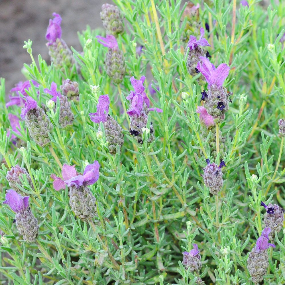 Skärmlavendel 'Bandera Purple'