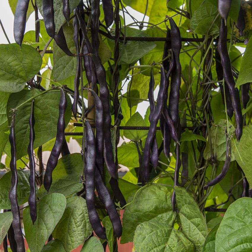 Störpurpurböna 'A Cosse Violette'