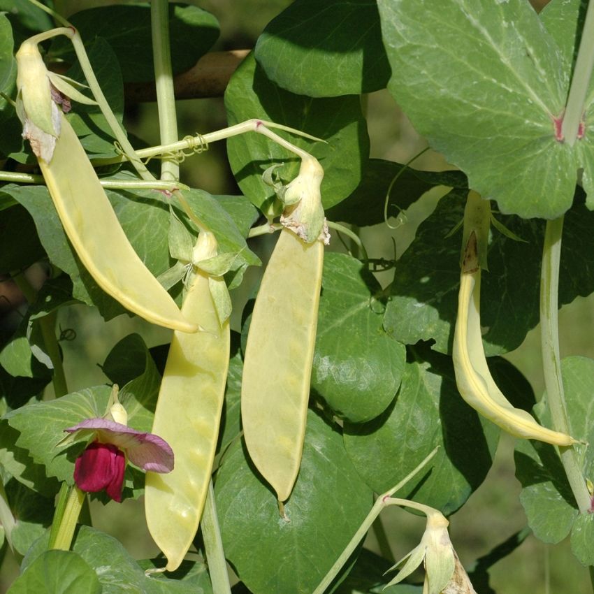 Sockerärt 'Golden Sweet'