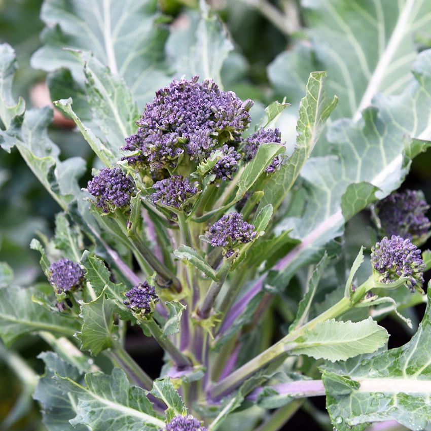 Vinterbroccoli 'Summer Purple'