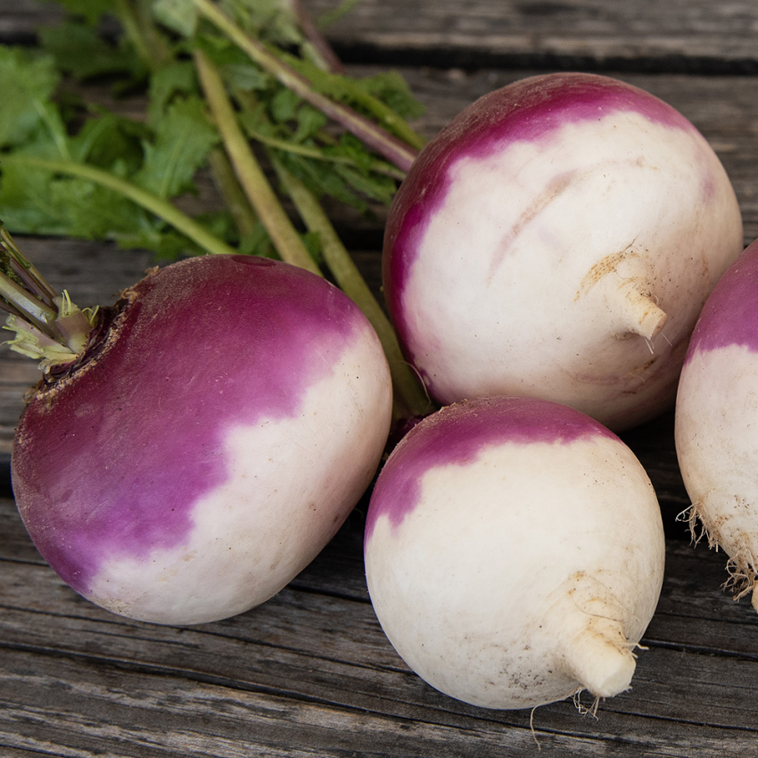 Majrova 'Purple Top White Globe', Krispiga vita rötter med purpurröd nacke.