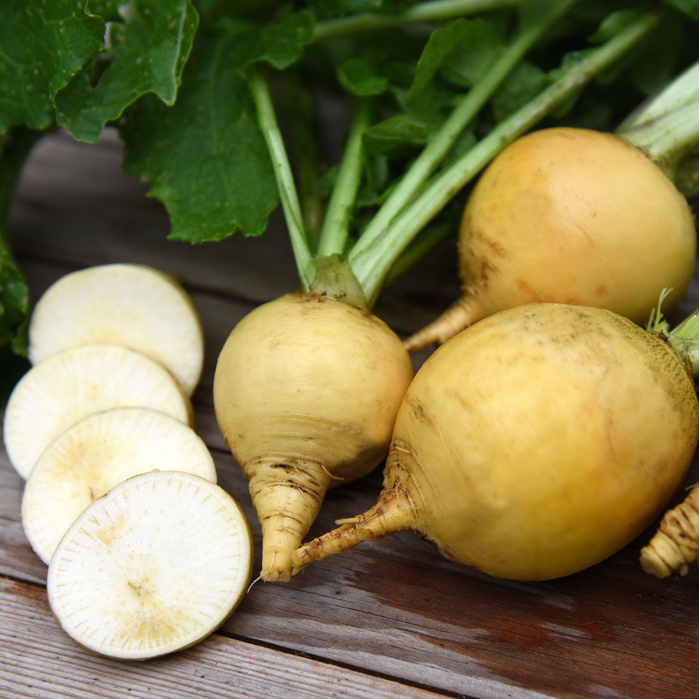 Majrova 'Amarillo bola de oro'