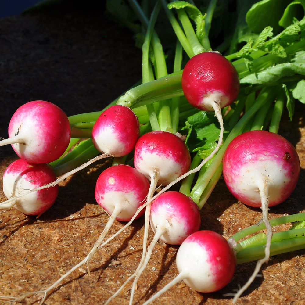 Rädisa 'Rond rose à bout blanc 2'