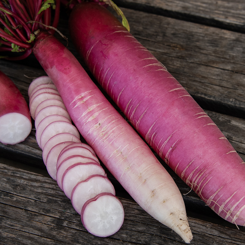 Kinesisk Rättika 'China Rose', Rosaröda, långa rötter. Vitt, krispigt fruktkött.