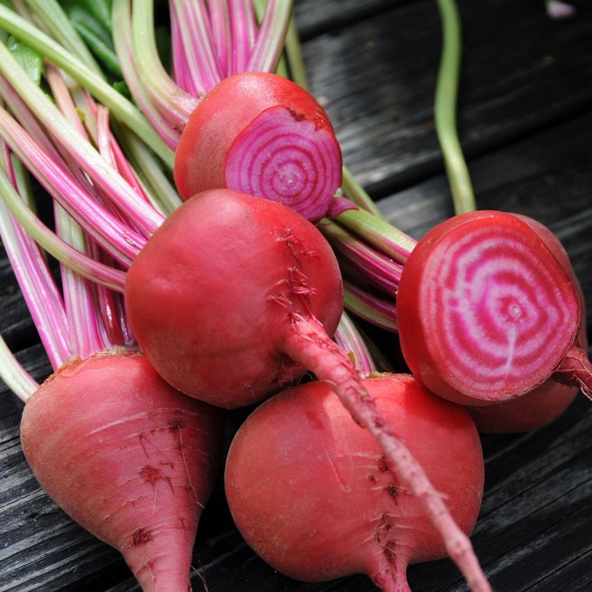 Rödbeta 'Chioggia'