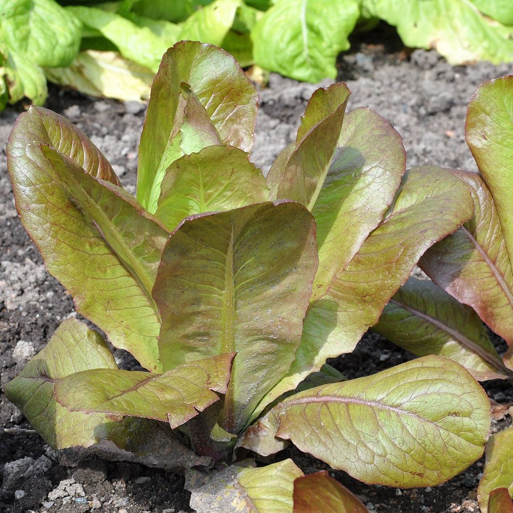 Bindsallat Rouge D Hiver Gronsaker Lactuca Sativa Impecta