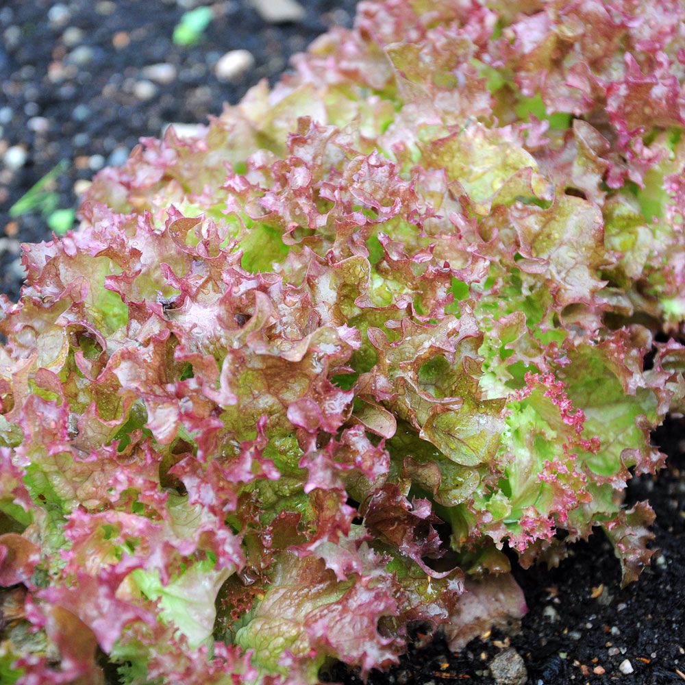 Bataviasallat 'Lollo Rossa'