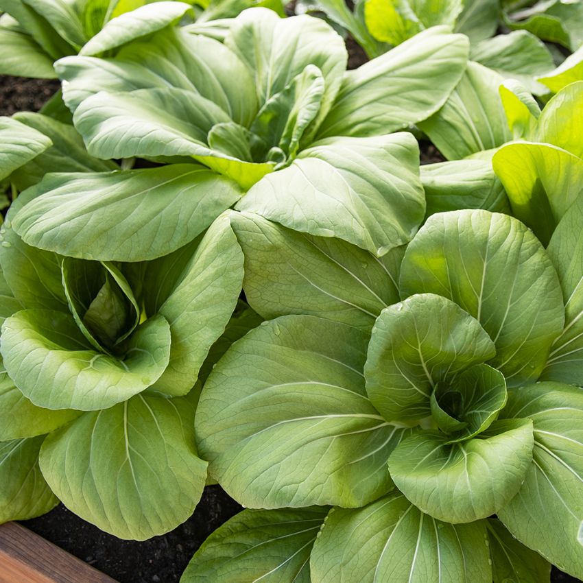 Pak Choi 'Green Stem'