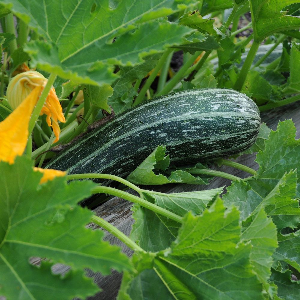 Squash 'Tapir'