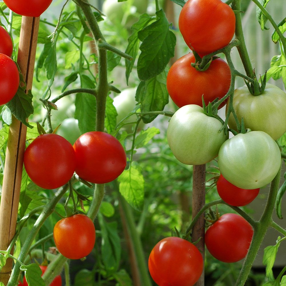cara merawat pohon tomat  agar berbuah lebat dijamin panen 