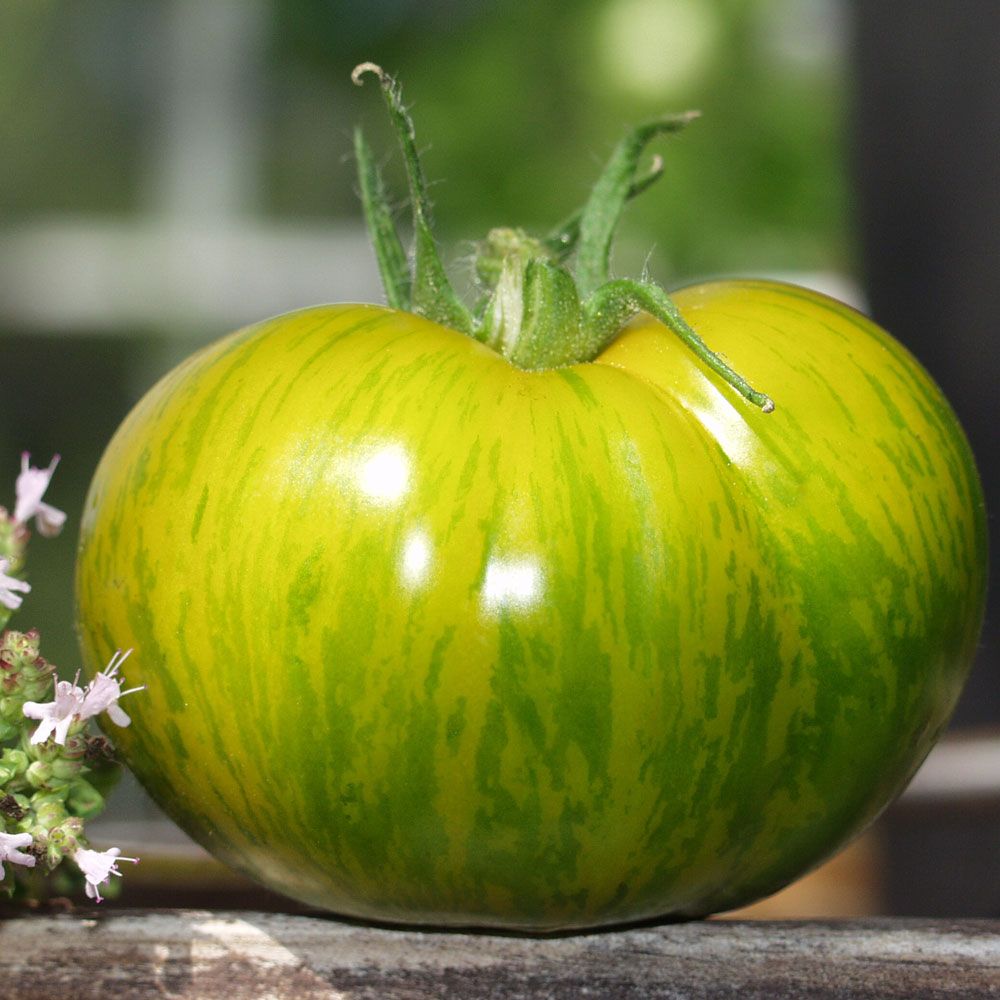 Tomat 'Green Zebra'