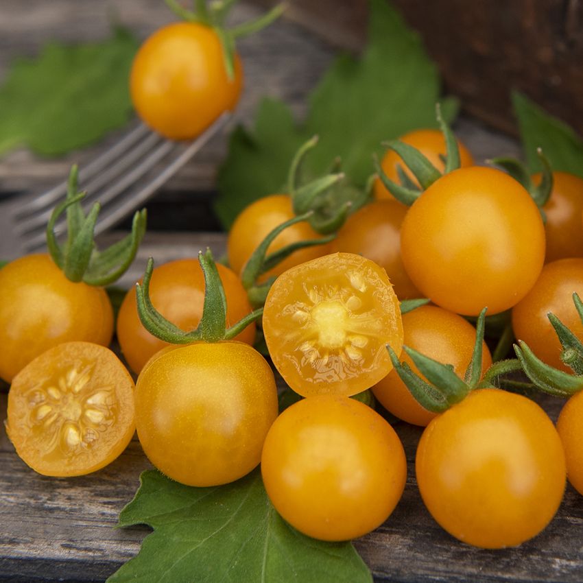 Vinbärstomat 'Currant Yellow'