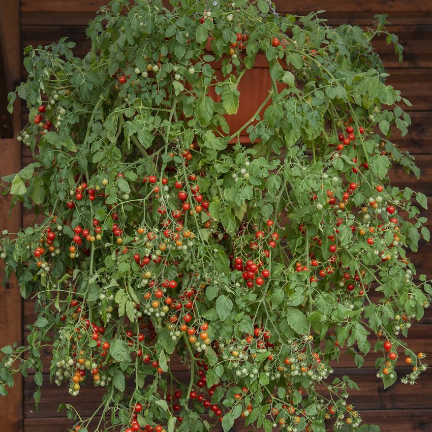 Körsbärstomat 'Cherry Cascade'