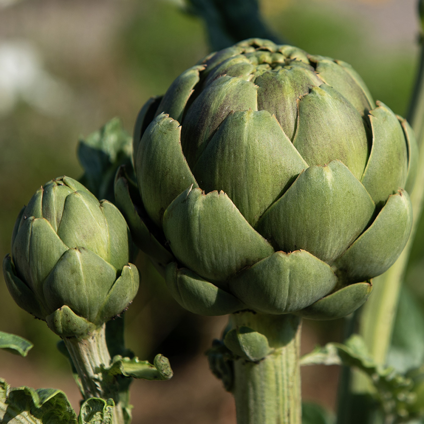 Kronärtskocka 'Green Globe' klotformade blomknoppar med gröna kraftiga kronblad